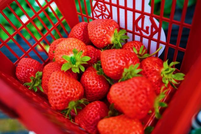 草莓是什么季节,草莓是什么季节成熟的.