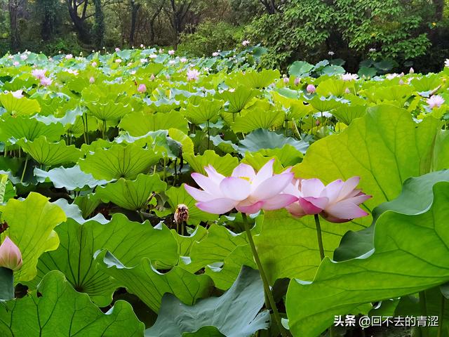 今日头条什么时候发视频阅读量会高（头条号发什么视频才有播放量多）