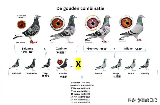 中国最贵十个鸽子图片,中国最贵十个鸽子图片大全.