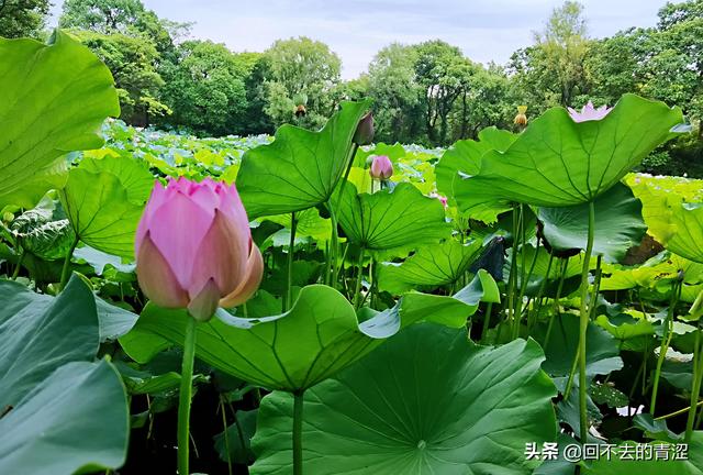 今日头条什么时候发视频阅读量会高（头条号发什么视频才有播放量多）