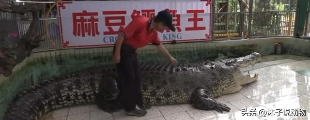 最大的鳄鱼排名,世界上最大的鳄鱼排名.
