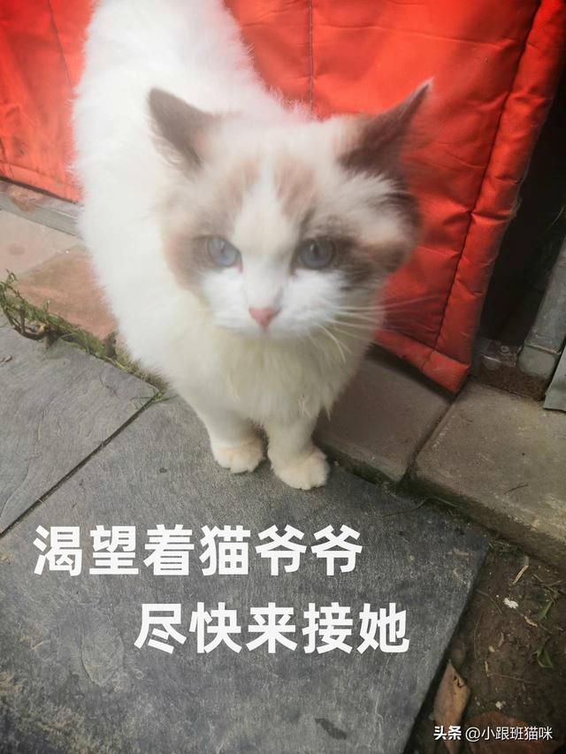 布偶猫会说话吗,布偶猫会说话吗视频.