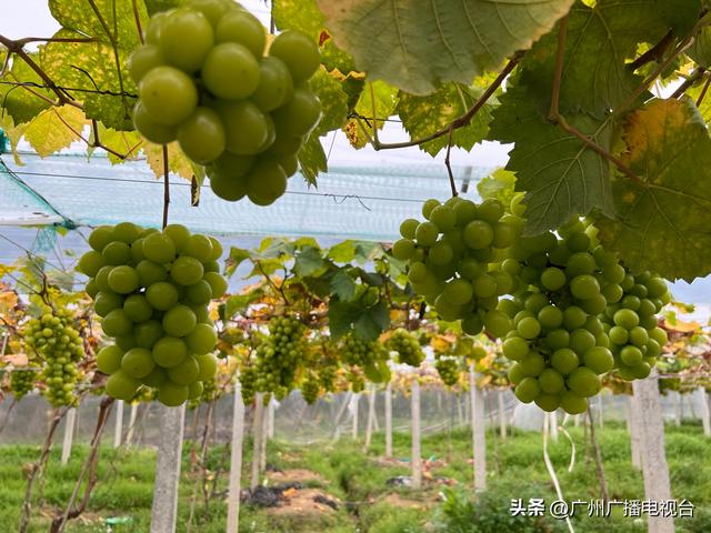 葡萄是夏季还是秋季成熟,秋天成熟的水果有哪些.