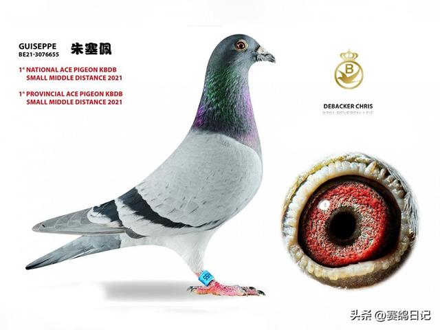 中国最贵十个鸽子图片,中国最贵十个鸽子图片大全.