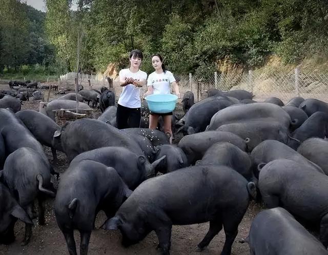 成本低的暴利养殖养猪,养猪成本高.