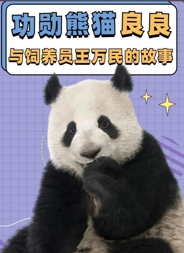 熊猫的故事简介50字，熊猫的故事简介50字左右？